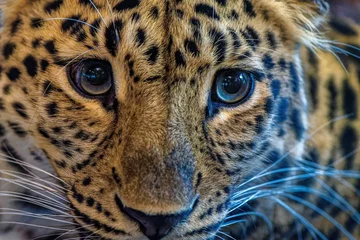 Tuinposter close up of leopard © Michael Knöbl