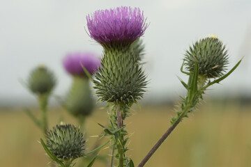 thistle flower in the field