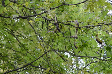 Closeup Gleditsia triacanthos know as honey locust with blurred background in park