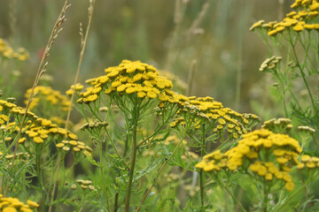 Obraz premium yellow wildflowers tansy in a summer meadow