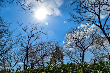 A beautiful scenic and sunny day in Dharamshala tea garden