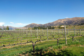 Fototapeta na wymiar Vineyard in the Ortago Region of South Island New Zealand - the area is famed for the quality of its wine produce. 