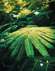 fern in the forest