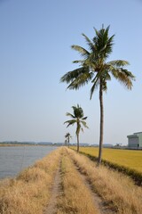 Obraz premium dirt road in country Thailand