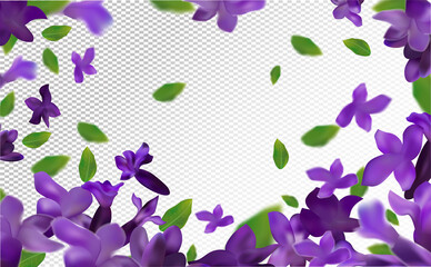 Lavender background. Beautiful lavender with green leaf on transparent background. Violet flower lavender in motion. Flying flower. 3d vector illustration.