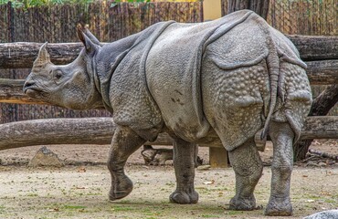 Fototapeta premium rhino in the zoo