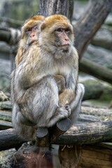 Obraz premium Barbary ape