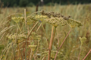 wild grass in the field