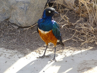 Lamprotornis superbus