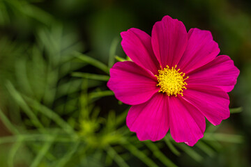 Cosmea