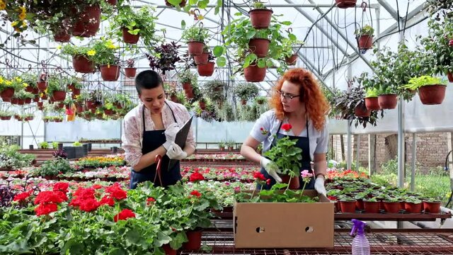 Two female florists working with flowers in a greenhouse preparing orders.