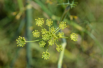 Common fennel