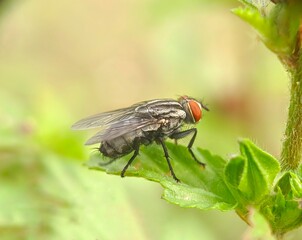 Flies (Sarcophaga Carnaria) - Close up details of flies, Isolated flies, Flies on the leaves