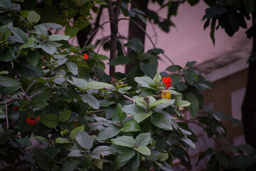 flowers in the garden