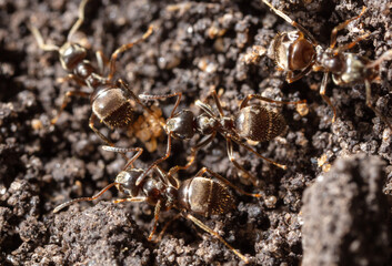 Ants crawl on the ground.