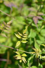 Obraz premium Red trumpet vine