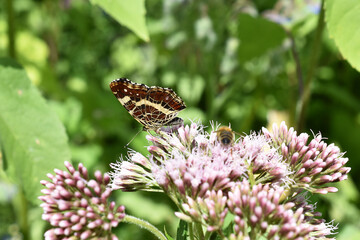 Scheckenfalter, Melitaea, auf Wasserdost mit Biene