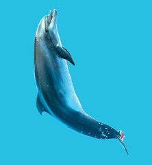 Dolphin is isolated on a blue background.