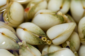 Tellines malgache (kepokepo) en attendant d'être cuisinées, Nosy Be - Madagascar