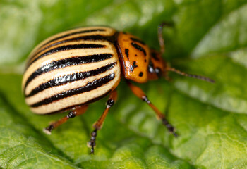 Colorado potato beetle on a green leaf in nature