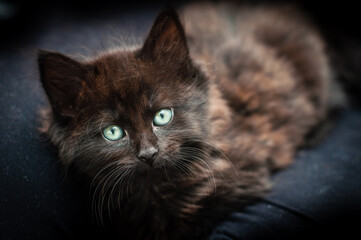 Black and brown kitten with bright green eyes resting on a sofa.