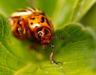 Colorado potato beetle on a green leaf in nature