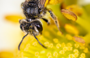 Closeup a bee on a yellow flower