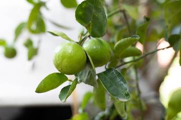 green olives on tree