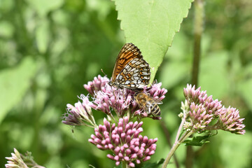 Wachtelweizen-Scheckenfalter, Melitaea athalia, Scheckenfalter auf Wasserdost