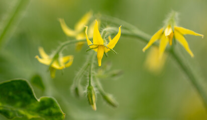 Yellow flowers on the branches of tomato
