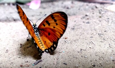 Beautiful Orange with black spot butterfly Acraea terpsicore