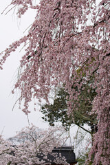 雨の日の醍醐寺の枝垂れ桜