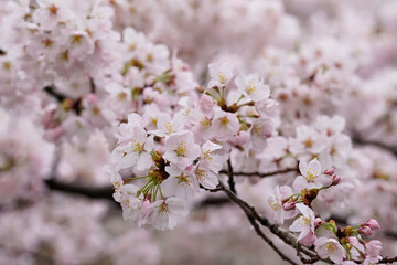 雨の日の醍醐寺の桜