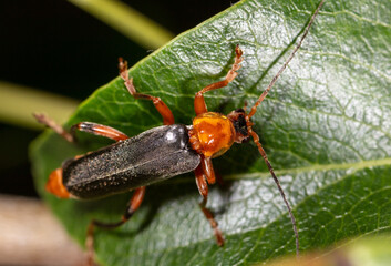 Close-up of a beetle on a green leaf in nature.