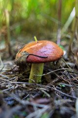 Edible mushroom in the ground