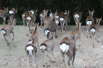 奈良公園　東大寺