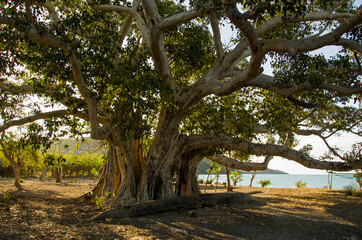 Fototapeta premium À l'ombre d'un grand arbre sur l'île de Kalakajoro, archipel radama - Madagascar