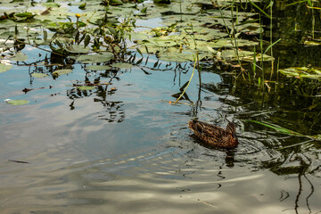Kaczka pływa w stawie wśród lilii wodnych.
