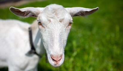 White goat grazes on the green grass