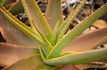 Aloes vera en gros plan - Madagascar