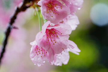 雨に濡れる河津桜の花