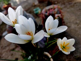 Beautiful white lily flower with yellow pollen grains selective focus