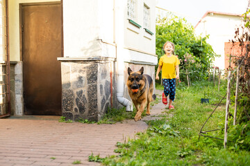 A long-haired German shepherd in the yard