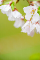 枝垂桜の花のクローズアップ