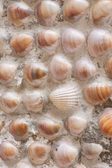 Vertical photo of surface made of cemented sea shells selection. House wall creatively decorated with different marine elements. Background