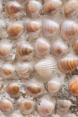 Vertical photo of surface made of cemented sea shells selection. House wall creatively decorated with different marine elements. Background