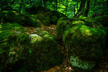 mossy beach wood, a fairy tale forrest , lozere , france.