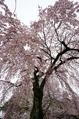 雨の日の醍醐寺の枝垂れ桜