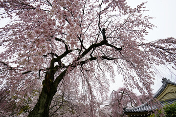 雨の日の醍醐寺の枝垂れ桜
