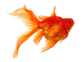 Fototapeta premium Goldfish on White
